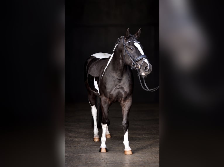 American Paint Horse Mix Klacz 14 lat 158 cm Srokata in Kürten