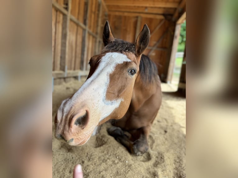 American Paint Horse Klacz 14 lat 160 cm Overo wszelkich maści in Goslar HahndorfGoslar