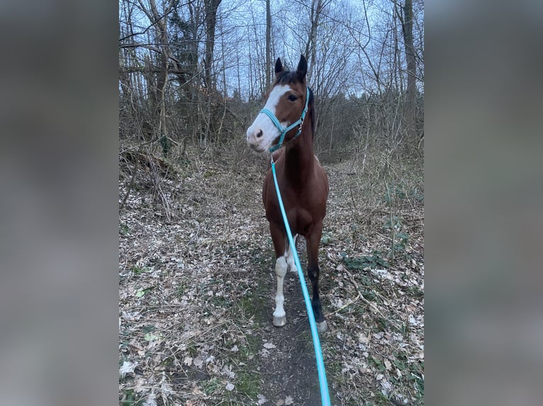 American Paint Horse Klacz 14 lat 160 cm Overo wszelkich maści in Goslar HahndorfGoslar