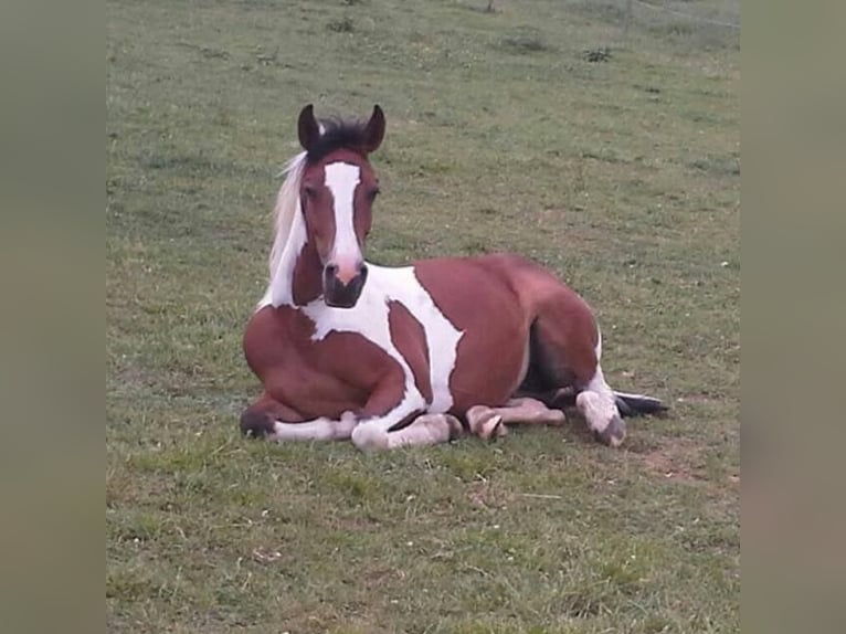 American Paint Horse Klacz 14 lat Srokata in Warstein
