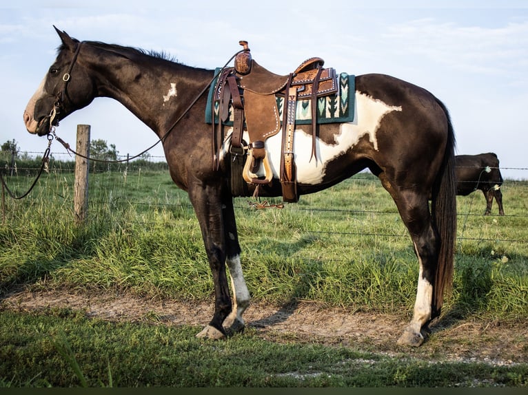 American Paint Horse Klacz 14 lat Srokata in Battle Creek