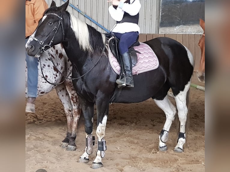 American Paint Horse Klacz 14 lat Tobiano wszelkich maści in Linau