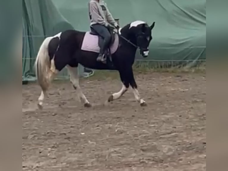 American Paint Horse Klacz 14 lat Tobiano wszelkich maści in Linau