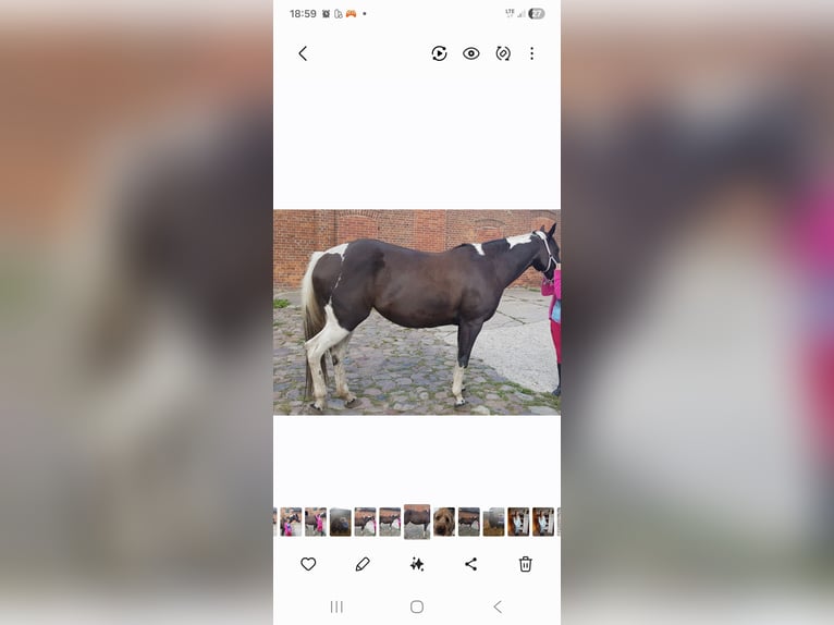 American Paint Horse Klacz 14 lat Tobiano wszelkich maści in Linau