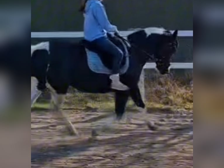 American Paint Horse Klacz 14 lat Tobiano wszelkich maści in Linau