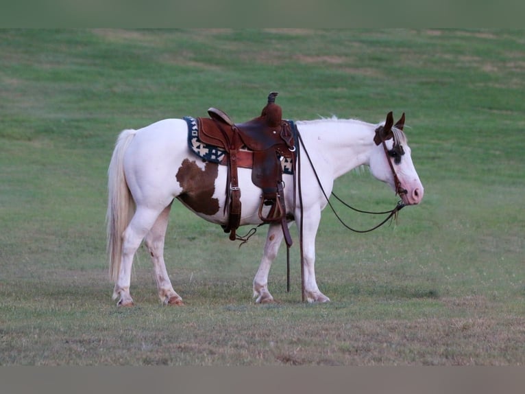 American Paint Horse Klacz 14 lat Tobiano wszelkich maści in Stephenville TX
