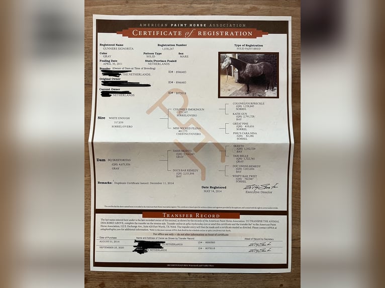 American Paint Horse Klacz 15 lat 147 cm Siwa in Breda