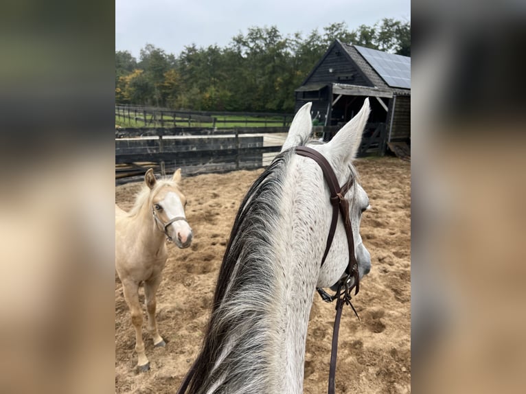 American Paint Horse Klacz 15 lat 147 cm Siwa in Breda