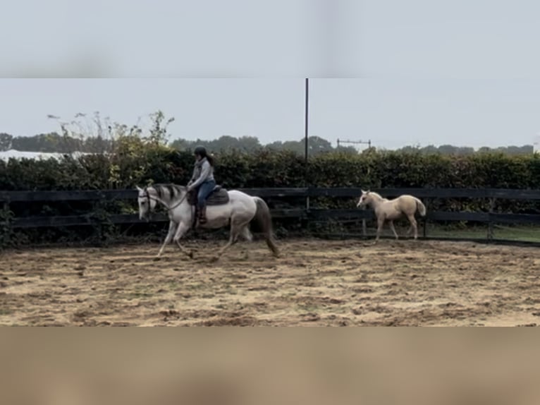 American Paint Horse Klacz 15 lat 147 cm Siwa in Breda