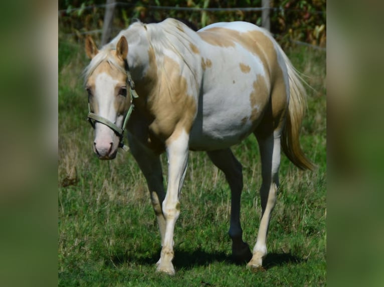 American Paint Horse Klacz 15 lat 151 cm Szampańska in Obertaufkirchen
