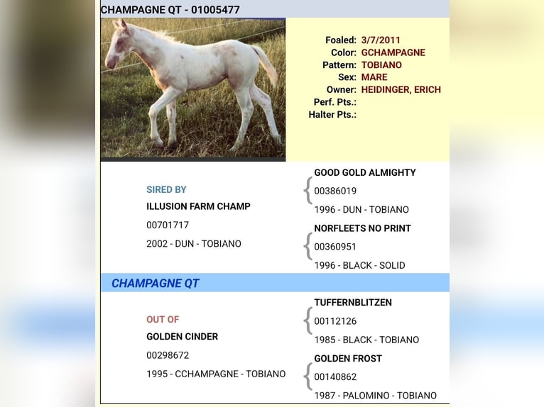 American Paint Horse Klacz 15 lat 151 cm Szampańska in Obertaufkirchen