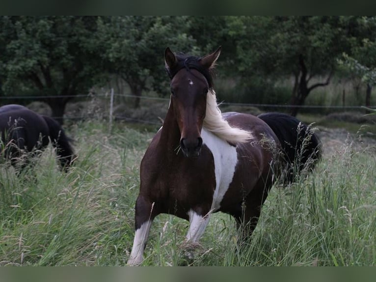 American Paint Horse Mix Klacz 15 lat 153 cm Srokata in Monzingen