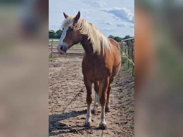 American Paint Horse Mix Klacz 15 lat 157 cm Kasztanowata in Gransee