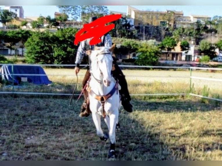 American Paint Horse Klacz 15 lat 65 cm Tobiano wszelkich maści in Imaz