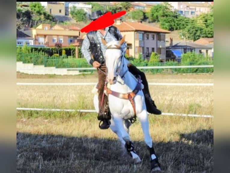 American Paint Horse Klacz 15 lat 65 cm Tobiano wszelkich maści in Imaz