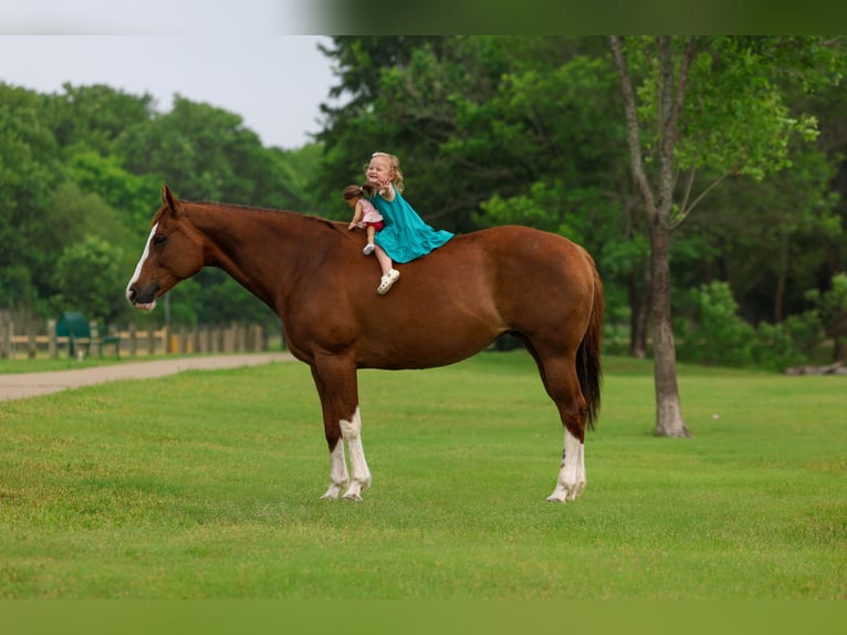 American Paint Horse Klacz 15 lat Ciemnokasztanowata in Forney