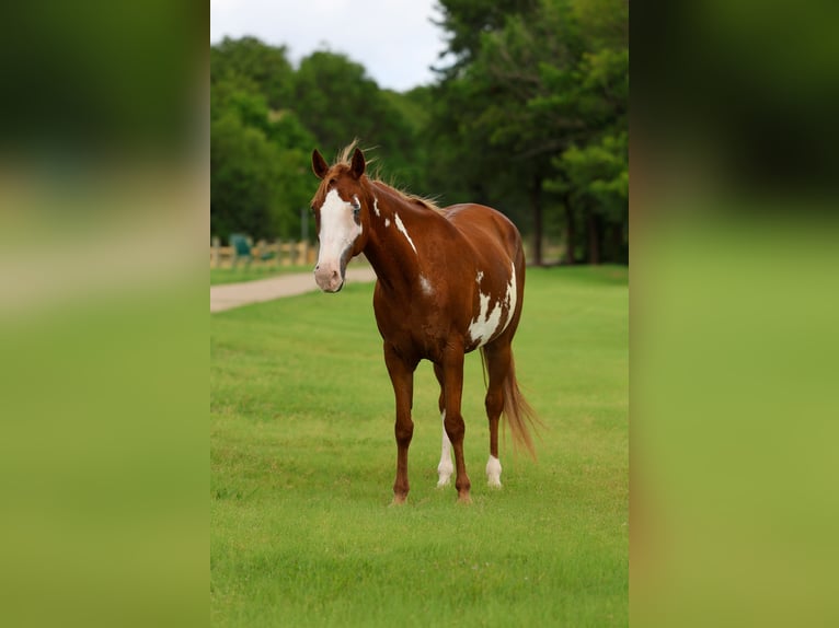 American Paint Horse Klacz 15 lat Srokata in Forney