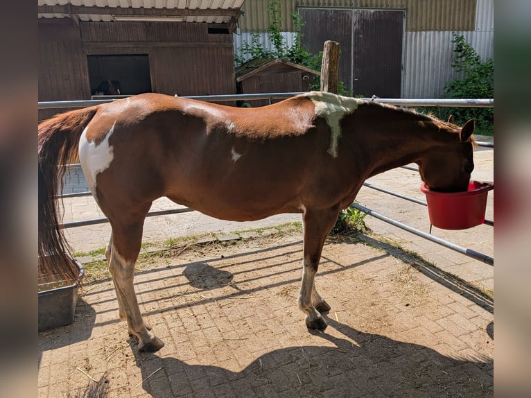 American Paint Horse Klacz 16 lat 148 cm Srokata in Essen