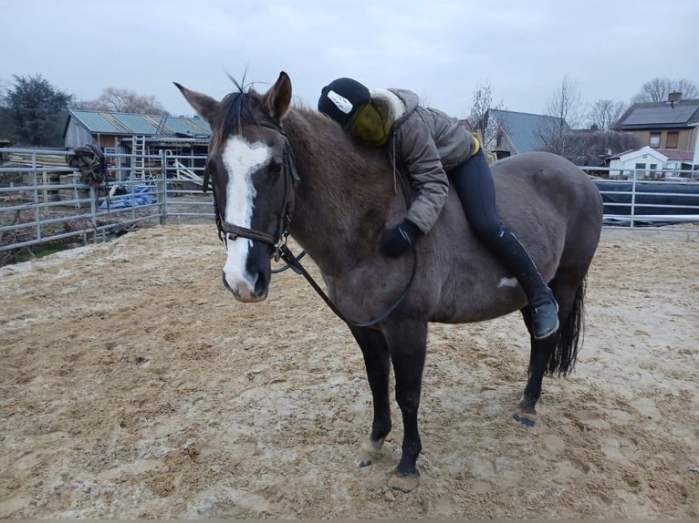 American Paint Horse Klacz 16 lat 150 cm Grullo in Maria Hoop