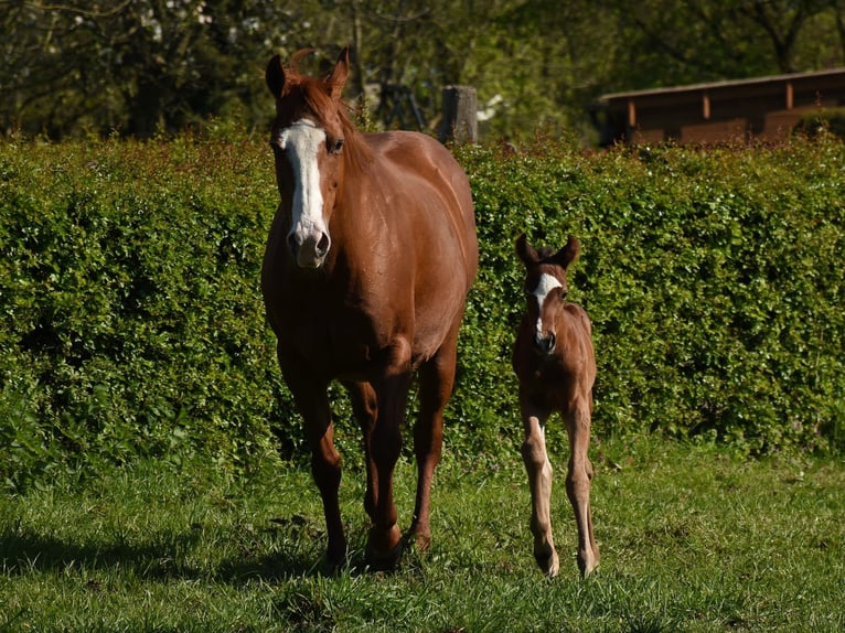 American Paint Horse Klacz 16 lat 150 cm Kasztanowata in Angeren