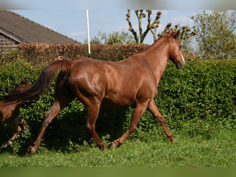 American Paint Horse Klacz 16 lat 150 cm Kasztanowata in Angeren