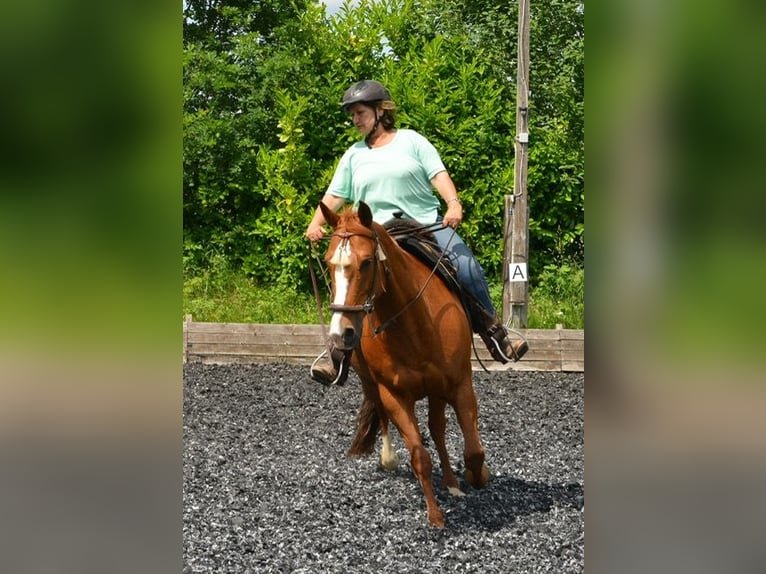 American Paint Horse Klacz 16 lat 154 cm Kasztanowata in Ratekau