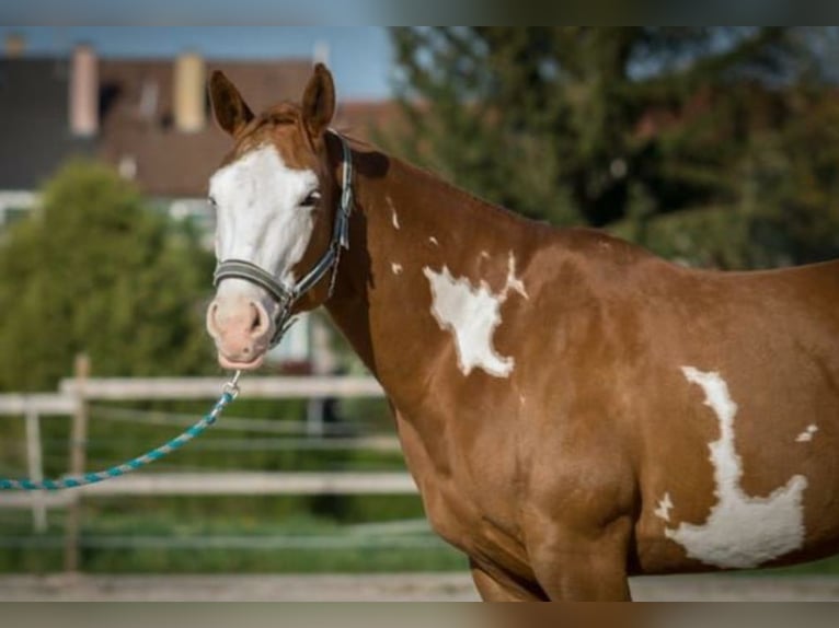American Paint Horse Klacz 16 lat 154 cm Overo wszelkich maści in Memmingen