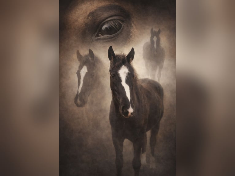 American Paint Horse Mix Klacz 1 Rok 125 cm Kara in Langsdorf Langsdorf