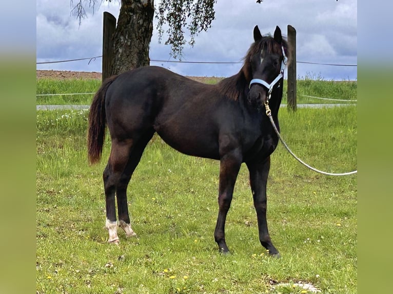 American Paint Horse Klacz 1 Rok 130 cm Kara in Planá