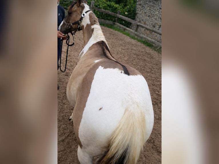 American Paint Horse Klacz 1 Rok 140 cm Grullo in Abaltzisketa