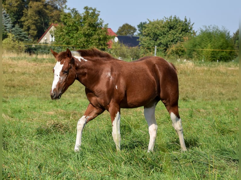 American Paint Horse Klacz 1 Rok 142 cm Tobiano wszelkich maści in Marlow