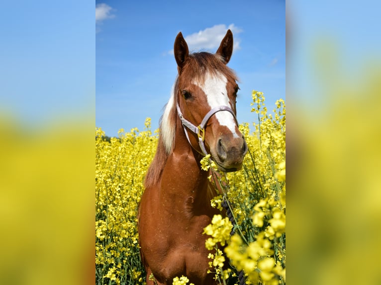 American Paint Horse Klacz 1 Rok 142 cm Tobiano wszelkich maści in Marlow