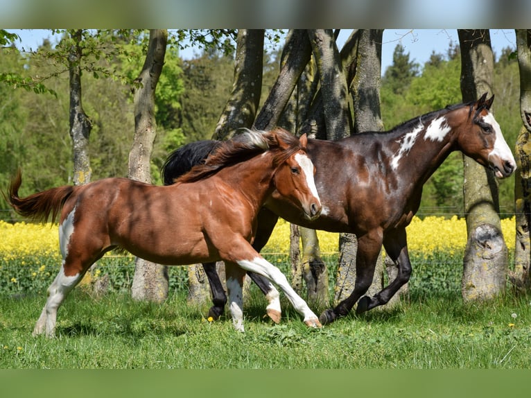 American Paint Horse Klacz 1 Rok 142 cm Tobiano wszelkich maści in Marlow