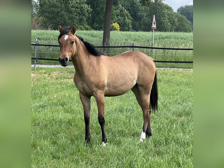 American Paint Horse Klacz 1 Rok 150 cm Bułana in Emstek