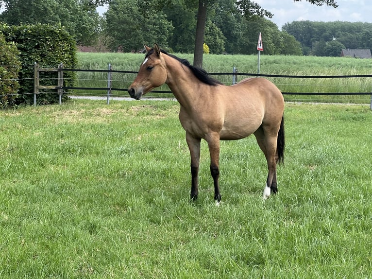American Paint Horse Klacz 1 Rok 150 cm Bułana in Emstek