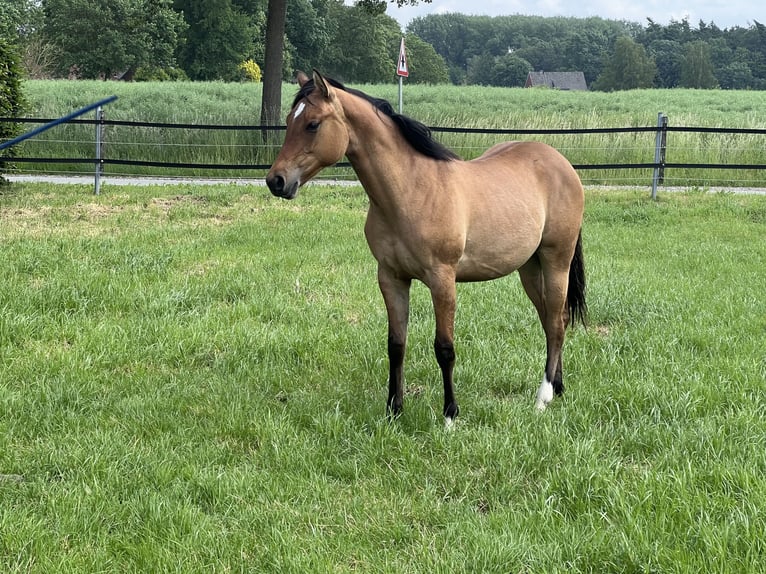 American Paint Horse Klacz 1 Rok 150 cm Bułana in Emstek