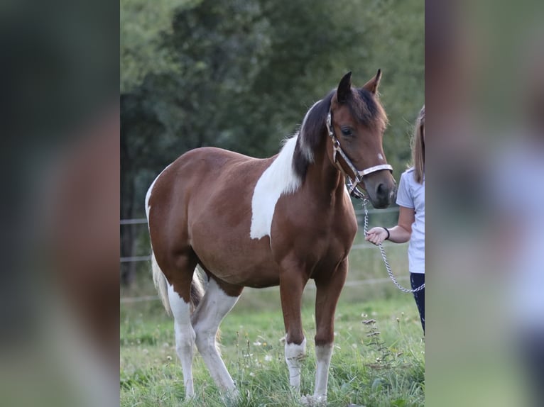 American Paint Horse Klacz 1 Rok 150 cm Gniada in Rajcza