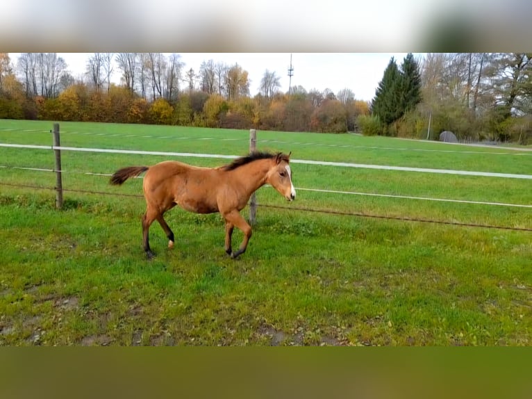 American Paint Horse Klacz 1 Rok 150 cm Jelenia in Crailsheim