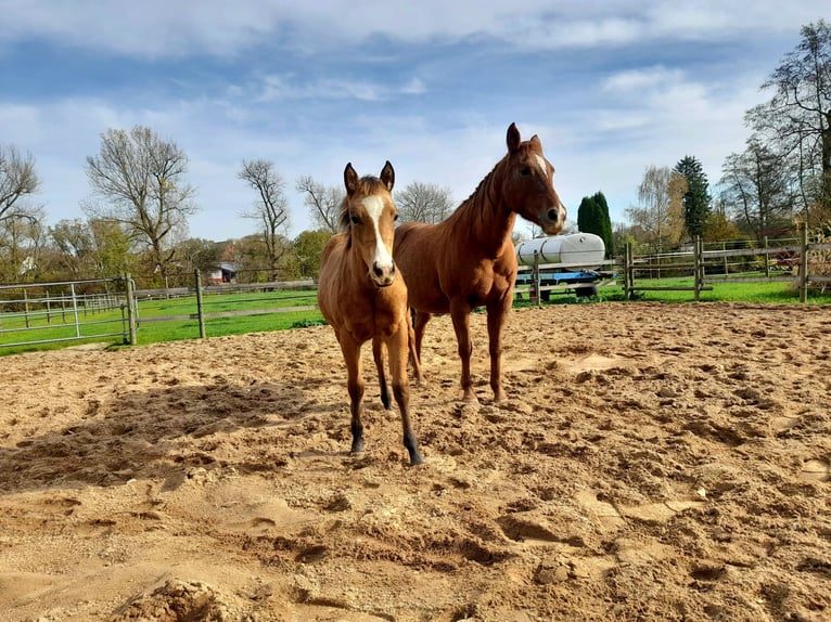American Paint Horse Klacz 1 Rok 150 cm Jelenia in Crailsheim