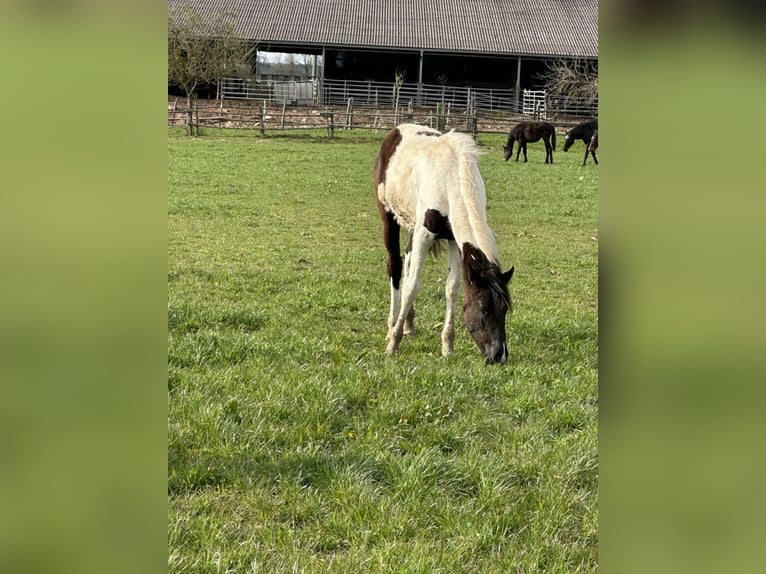 American Paint Horse Mix Klacz 1 Rok 150 cm Srokata in Buchen (Odenwald)