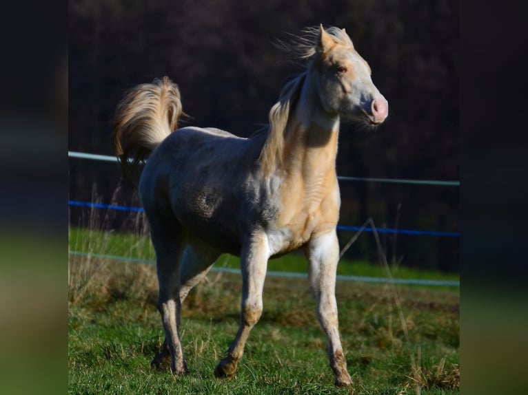 American Paint Horse Klacz 1 Rok 150 cm Szampańska in Buchbach