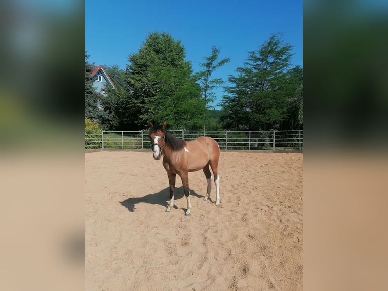 American Paint Horse Klacz 1 Rok 150 cm Tobiano wszelkich maści in Ahorn