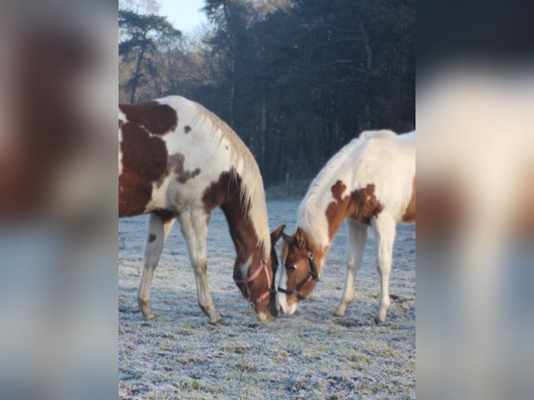 American Paint Horse Klacz 1 Rok 152 cm Bułana in UELSEN
