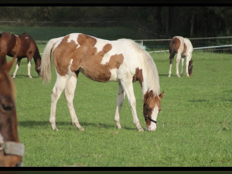 American Paint Horse Klacz 1 Rok 152 cm Bułana in UELSEN