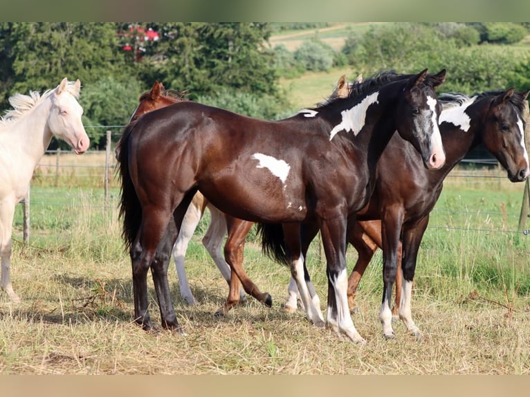 American Paint Horse Klacz 1 Rok 153 cm Overo wszelkich maści in Hellenthal