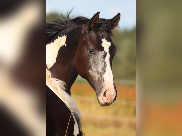 American Paint Horse Klacz 1 Rok 153 cm Overo wszelkich maści in Hellenthal