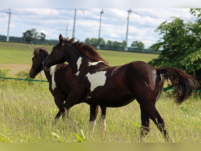 American Paint Horse Klacz 1 Rok 153 cm Overo wszelkich maści in Hellenthal