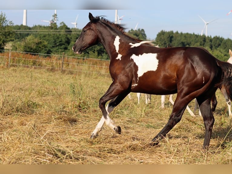 American Paint Horse Klacz 1 Rok 153 cm Overo wszelkich maści in Hellenthal