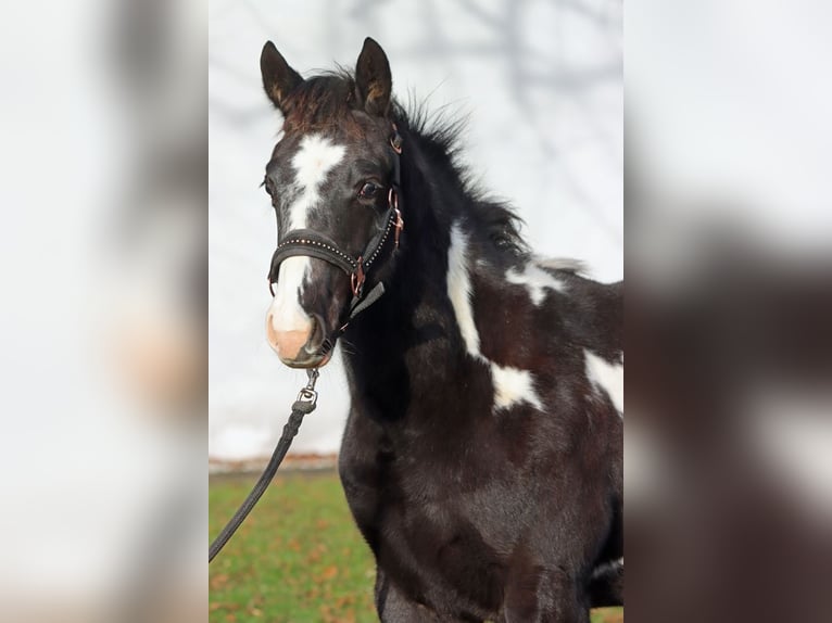 American Paint Horse Klacz 1 Rok 153 cm Overo wszelkich maści in Hellenthal