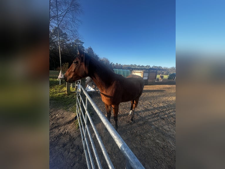 American Paint Horse Mix Klacz 1 Rok 155 cm Gniada in Soltau